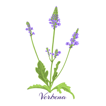 Flowering herb verbena or vervain. Vector illustration.のイラスト素材