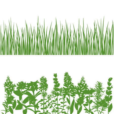 Grass, wild flowers and plants detailed silhouettes. Isolated on white. Herbs garden. For web, wallpaper, decoration, textile, prints banners wrapping packingのイラスト素材