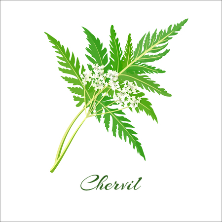 Blossoming chervil color vector illustration. Anthriscus cerefolium or French parsley. Isolated on a white background. French cuisine. For web, menu, logo.のイラスト素材