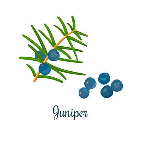Branch of Juniper with berries. Vector color engraving illustration for label, poster, spa, food design, cosmetics, natural health care products. Can be used as price tag, label. Isolatedのイラスト素材
