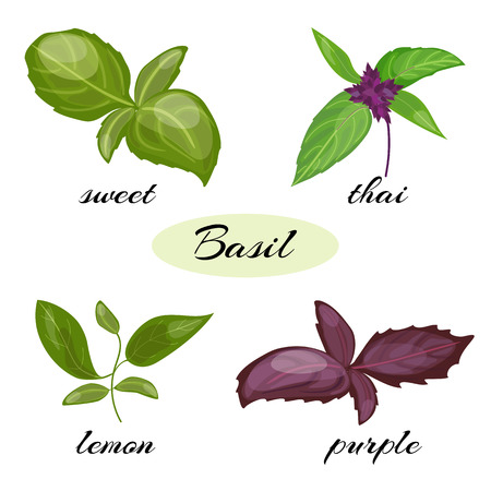 Set of basil leaves. Different types of basil Genovese, Thai, lemon or holy , purple. Isolated on white background. Herbs with leaves inflorescence.のイラスト素材
