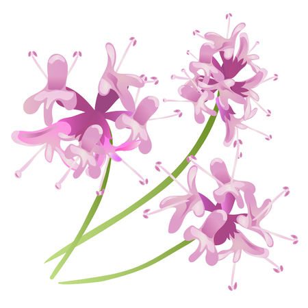 Pink Flowers isolated on white background. isolatedのイラスト素材