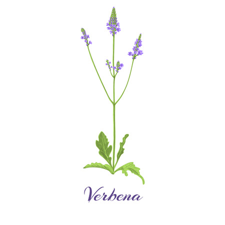 Flowering verbena. Blossom, flowers and leaves Vector illustrationのイラスト素材