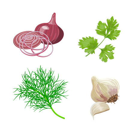 Set with fresh dill, parsley, garlic, red onion. Popular cooking herbs and spices. Vector illustration.のイラスト素材