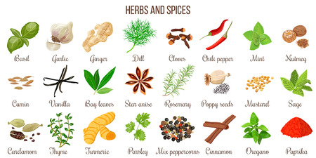Big vector set of popular culinary herbs and spicesのイラスト素材