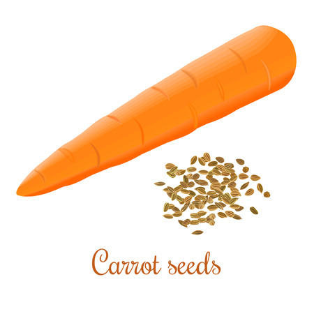 Carrot seeds and fresh juicy carrotのイラスト素材