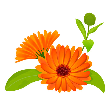 Calendula. Flowers with leaves isolated on whiteのイラスト素材