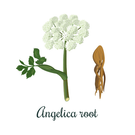 Angelica sinensis, archangelica or dong quai, or female ginseng. Flower and root. For culinary, alcoholのイラスト素材