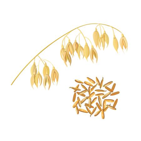 Oat ears of grain and bran. Golden spike and cornのイラスト素材