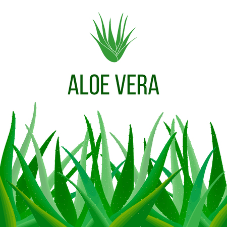 Aloe Vera poster with text. Herbal medicineのイラスト素材
