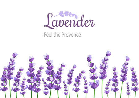 Lavender Card with flowers. Vintage Label with provence violet lavender.Background design for natural cosmetics, beauty store, health care products, perfume, essential oil. celebration background.のイラスト素材