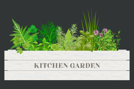 Wooden crate of farm fresh cooking herbs in wooden box on dark. Greenery basil, rosemary, chives, thyme, oregano with text. Horticulture. houseplants. Kitchen Garden. For advertising, poster, bannerのイラスト素材