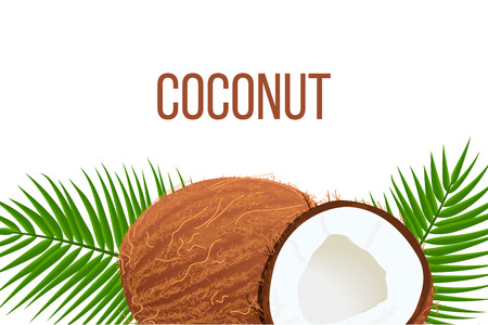 Whole and cracked Ripe coconuts and palm leaves. place for text. label template. Tropical Vector illustration. Idea for logoのイラスト素材