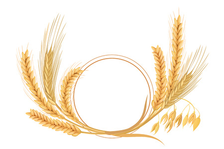 Wheat, barley, oat and rye set. Four cereals spikelets with ears, sheaf and text premium foods, natural product. 3d icon vector. Round label. For design, cooking, bakery, tags, labels textileのイラスト素材