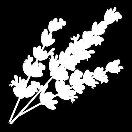 Lavender flowers isolated icon. white silhouette. Vectorのイラスト素材