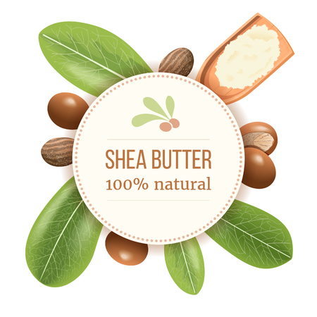 Ripe shea nuts and leaf Round Circle badge. shi tree pods whole and cracked. Vitellaria paradoxaのイラスト素材