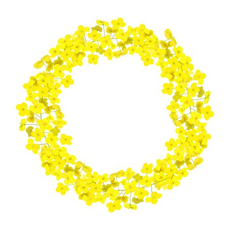 Canola wreath Rapeseed garland blossom flowers card. template copy space text. Flowering colza chaplet. Brassica napus crown. Blooming yellow rape. For decoration, wrapping, advertising, invitationsのイラスト素材