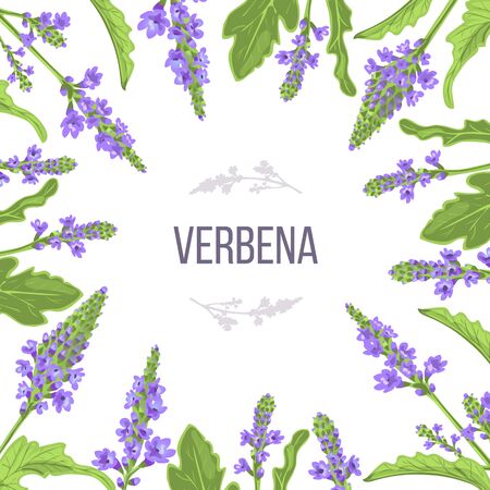 Verbena flowers and leaves card template with copy space. branch boxing. Verbenaceae medicinal herbのイラスト素材