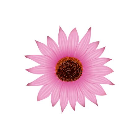 Echinacea flower head and petals, hedgehog coneflower hand drawn botanical illustration isolated on white. For prints cosmetics, hygiene, design, healthcare, folk medicine, sanitationのイラスト素材