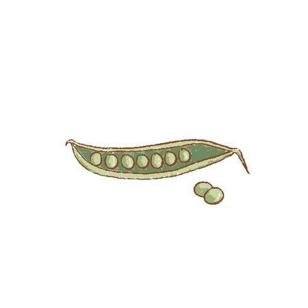 Fresh green pea pod and peas isolated icon. Spring. Rareripes. hastings from farm market, Vector illustrationのイラスト素材