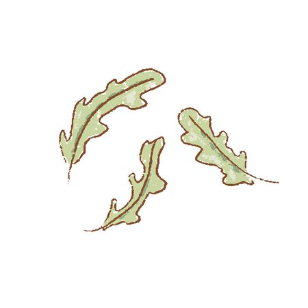 Fresh raw Ripe green fresh rucola leaves coolinary herb isolated icon. Spring garden. Rareripes. hastings, farm marketのイラスト素材