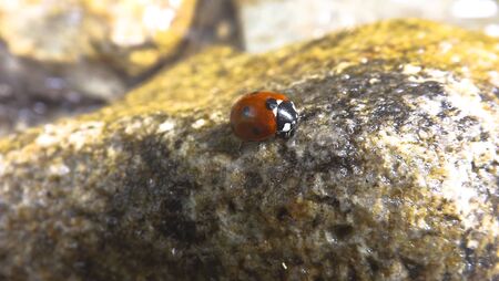 Beatiful ladybugの写真素材