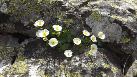 White and yellow flowerの写真素材