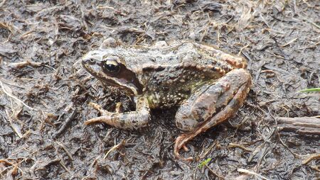 Mountain frogの写真素材