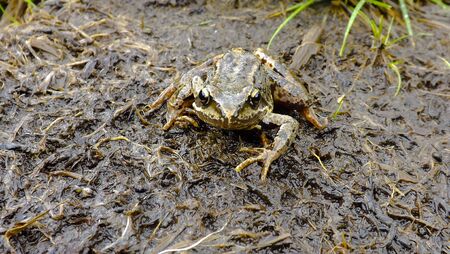 Mountain frogの写真素材