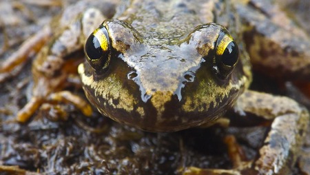 Mountain frogの写真素材