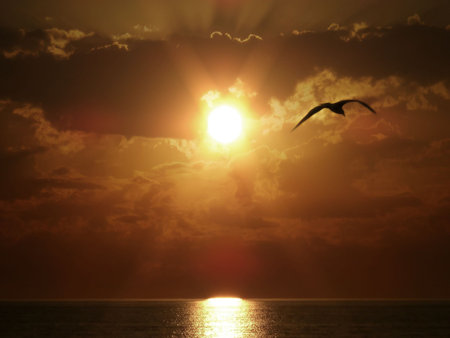 Silhouette of flying bird on sea sunset.の写真素材