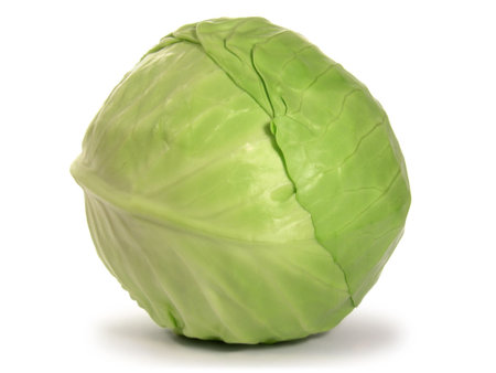 Green cabbage isolated on white background.の写真素材
