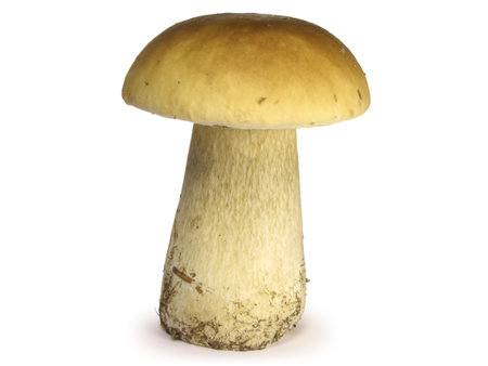 Big mushroom isolated on white background.の写真素材
