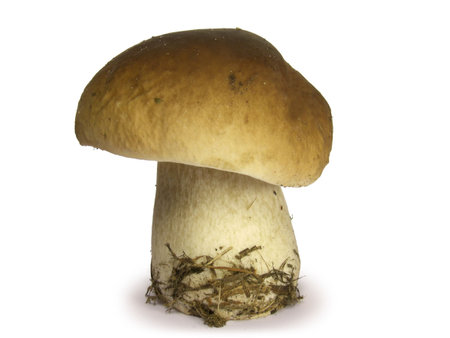 Mushroom isolated on white background.の写真素材