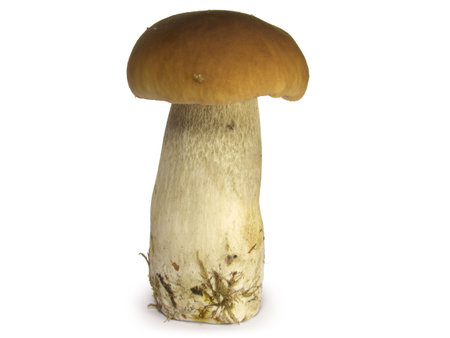 Mushroom isolated on white background.の写真素材