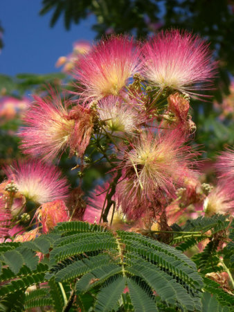 Acacia tree flowering on a blue sky background.の写真素材