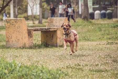 Small dog running across the field happyの写真素材