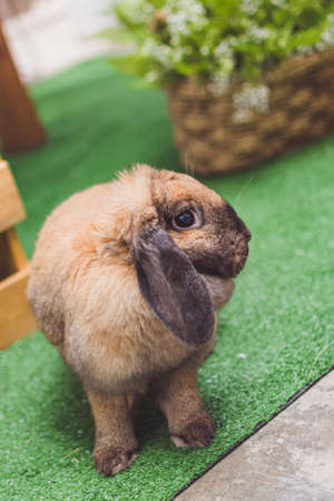 Brown rabbit walking green grassの写真素材