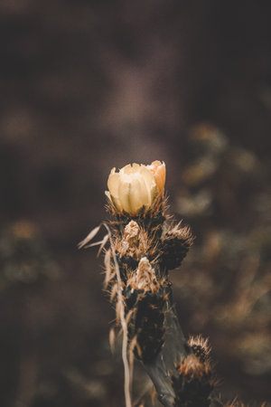 White flower of cactaceae. flourish conceptの写真素材