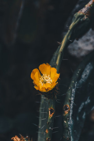 White flower of cactaceae. flourish conceptの写真素材