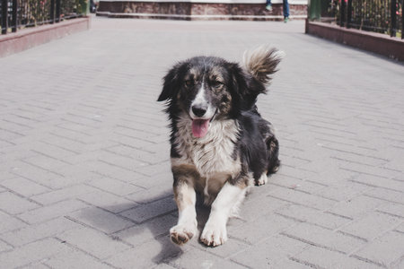 Happy lying dogの写真素材