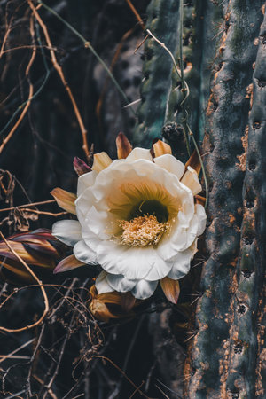 White flower of cactaceae. flourish conceptの写真素材