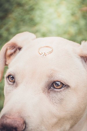 Dog with engagement ring pet of boyfriends or couples, married marriageの写真素材