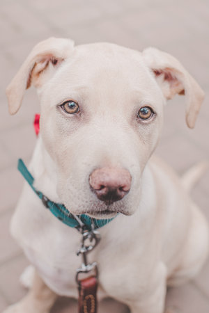 Labrador dog pet sitting cream whiteの写真素材