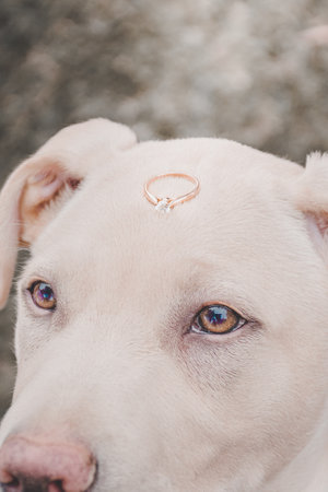 Dog with engagement ring pet of boyfriends or couples, married marriageの写真素材
