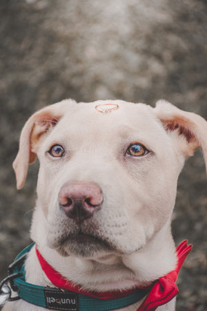 Dog with engagement ring pet of boyfriends or couples, married marriageの写真素材