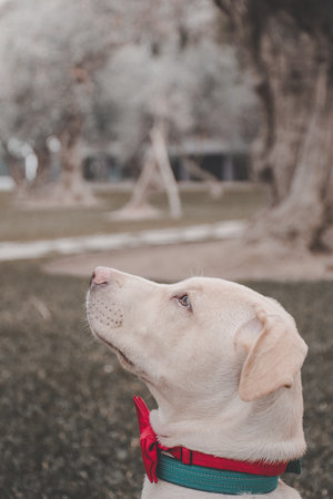 Dog look in profileの写真素材