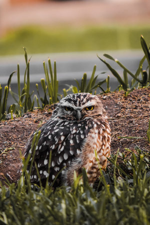 Small brown owl in grass field, closed shotsの写真素材