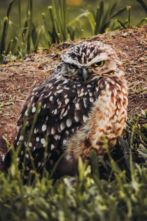 Small brown owl in grass field, closed shotsの写真素材