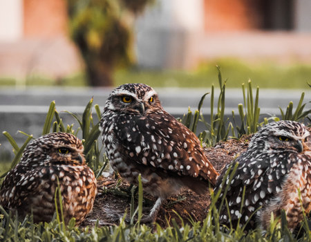 Small brown owl in grass field, closed shotsの写真素材